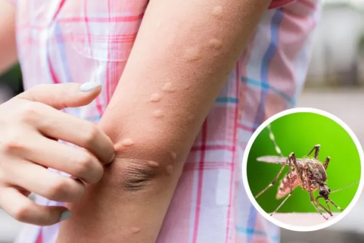 Cluj-Napoca: Lupta împotriva țânțarilor continuă! Clujenii cer intervenții în forță a autorităților locale: „Nu putem sta în grădină. Sunt peste tot”  