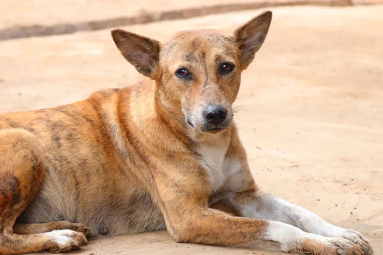 Tânără din Cluj-Napoca, atacată de un câine scăpat dintr-o curte. „Stăpânul nu a aruncat nici măcar un scuze sictirit”