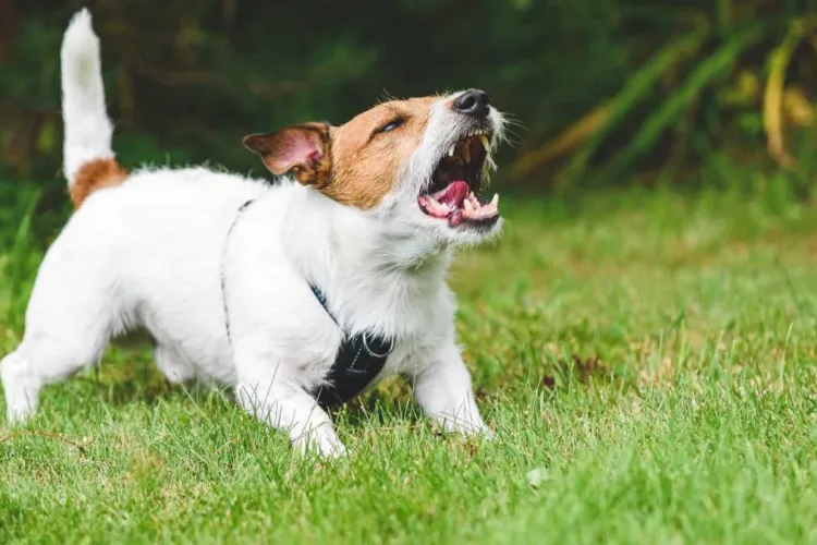 Liniștea de seară, spulberată de lătrături: Locatarii unui cartier din Cluj cer măsuri urgente împotriva zgomotului produs de câini în fiecare zi