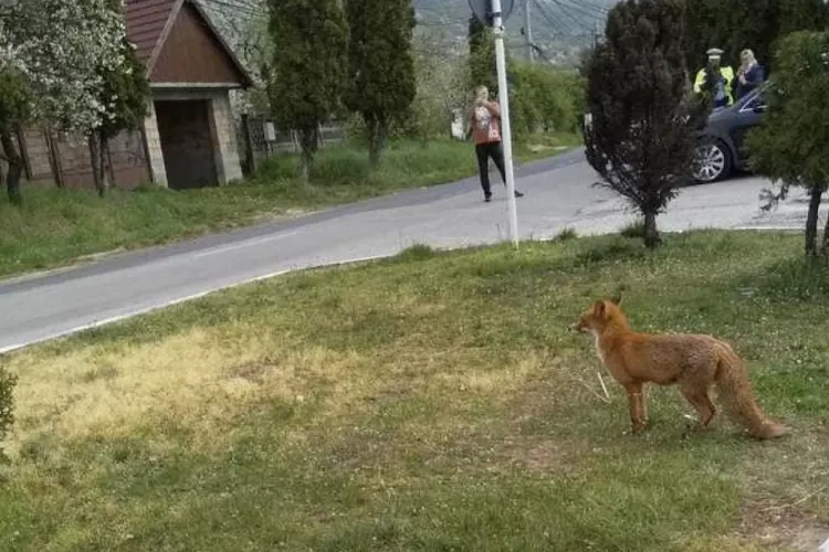 Atac neașteptat în miez de noapte în Cluj-Napoca: O vulpe a ucis un pisoi într-o curte în apropiere de Traian Vuia