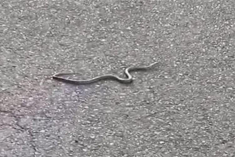 Șarpe, surprins în timp ce traversează o stradă din cartierul Zorilor: „Clujul, locul unde până și șerpii se uită de două ori înainte să traverseze!”VIDEO