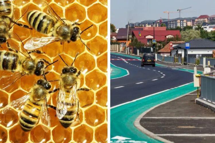 Nu e glumă: Un cartier întreg din Cluj, terorizat de albine! „Ne atacă zilnic, nu mai putem trăi!”