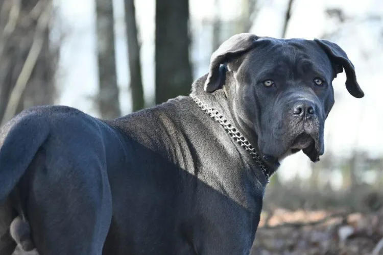 Alarmă în Cluj-Napoca! Un câine agresiv terorizează o stradă întreagă. Oamenii cer ajutorul autorităților: „Reprezintă un pericol” 