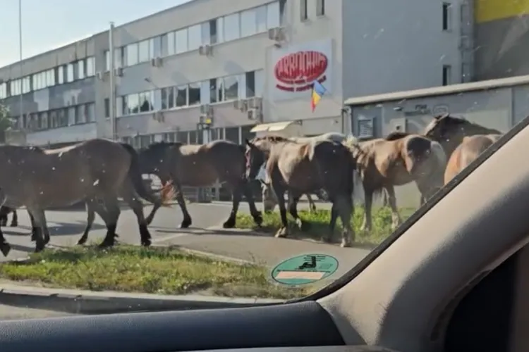 Pe cai că se filmează! Câțiva armăsari au ieșit la promenadă în Cluj-Napoca, printre mașini, ca niște domni bine pe bulevard! VIDEO