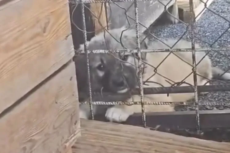 Privirea care îți sfâșie inima: Povestea cățelului cu chip de înger care i-a făcut pe voluntari să plângă la Ecarisajul din Cluj VIDEO