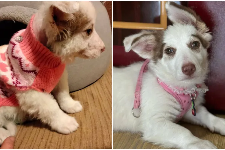 O mai țineți minte pe Eira, cățelușa aruncată la gunoi în parcarea unui supermarket, acum 6 luni? Dovada că minunile există: ”Bine ai venit în familie!”