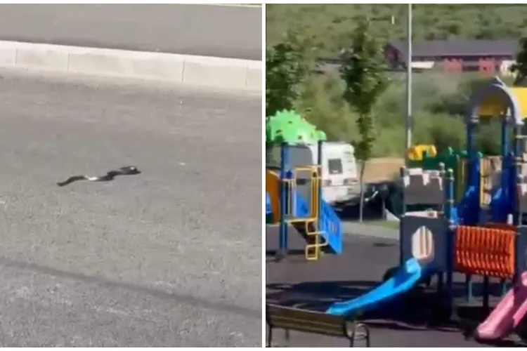 Un șarpe și-a făcut apariția lângă un loc de joacă din Cluj! Spaima din pădure ajunge în cartierele rezidențiale VIDEO