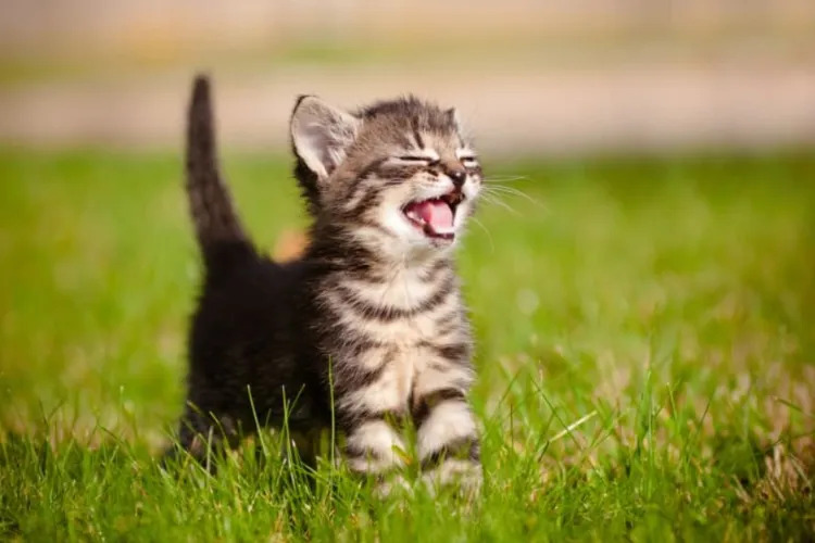 Un clujean își caută dădacă pentru pisic, însă stă mai prost la capitolul încredere:  „V-ați lăsa casa cuiva necunoscut ca să stea cu animalul?”