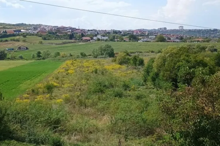 La Cluj, o buruiană te poate costa 20.000 de lei! Proprietarii de terenuri, pregătiți pentru o perioadă dificilă 