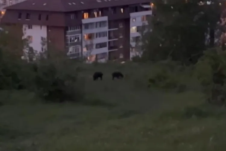 Porcii mistreți, la plimbare prin Cluj-Napoca! Locuitorii ce intervenția autorităților: „Este bine să se facă ceva” 