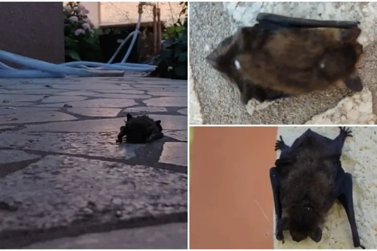 VIDEO. O clujeancă s-a trezit cu mai mulți musafiri nepoftiți în curte: „Dragii de ei, cât de nevinovați sunt”