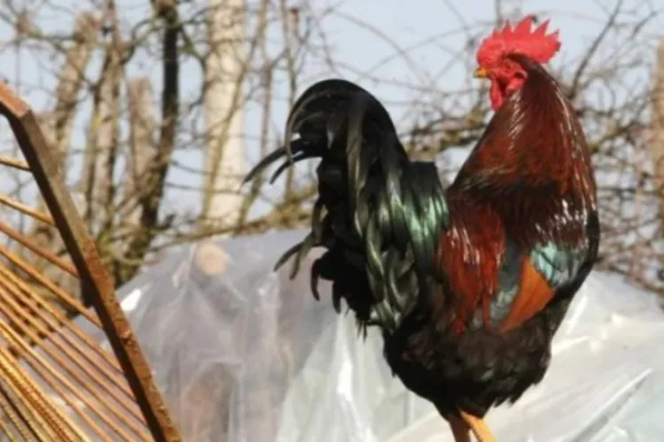 Cluj-Napoca: Război TOTAL între un clujean și un cocoș! S-a ajuns la reclamații la Primărie și Poliție: „Zgomotul este aproape insuportabil” 