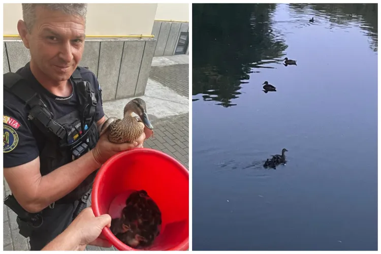 Nouă boboci de rață și mama lor au mers în vizită „oficială” la Curtea de Conturi Cluj. Ce s-a întâmplat cu ei VIDEO