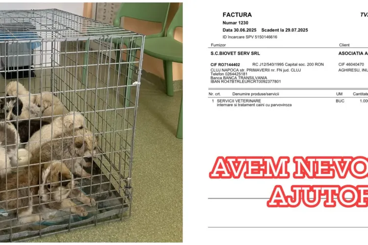 După ce au salvat 6 suflete, au rămas cu datorii uriașe: Un adăpost din Cluj e în pericol de închidere. Află-le povestea și vezi cum îi poți ajuta