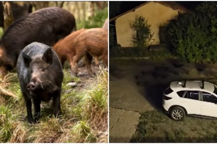 Alertă la Cluj! O turmă de mistreți însoțită de pui a creat panică în cartierul Becaș din Cluj. „Ne este frică să ieșim din case!”