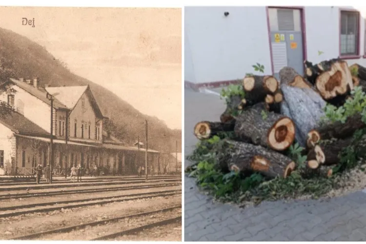 O bucată din istoria Clujului a fost pusă la pământ: Un castan secular a fost tăiat dintr-un motiv absurd FOTO