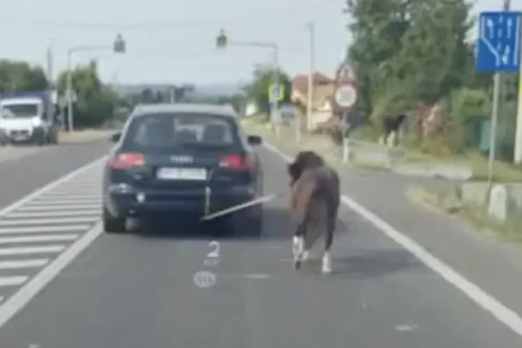 Cruzime care îți taie respirația: Un ponei, legat de mașină și forțat să alerge până la epuizare, poliția nu a avut niciun răspuns