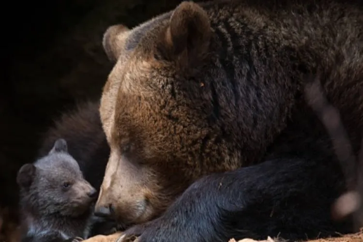 Un urs a declanșat panică în Cluj! Alertă RO-Alert și intervenție de urgență după ce animalul a fost văzut lângă gospodării