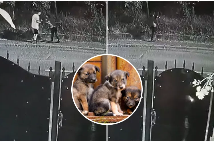 VIDEO. Bărbat filmat în timp ce arunca mai mulți puiuți de câine în curtea unui clujean. „Plângere făcută la Poliție!”