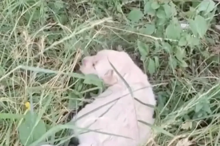 N-au apucat să învețe nici să mănânce – Pui de cățel abandonați în Cluj, salvați de voluntari care luptă pentru fiecare suflare VIDEO