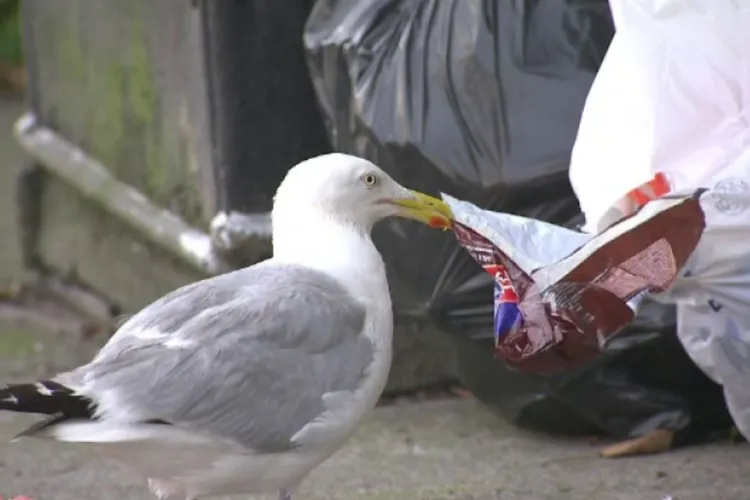 Un clujean este enervat de prezența pescărușilor la Cluj-Napoca și cere împușcarea lor. „Tu ești ok cu capul?”