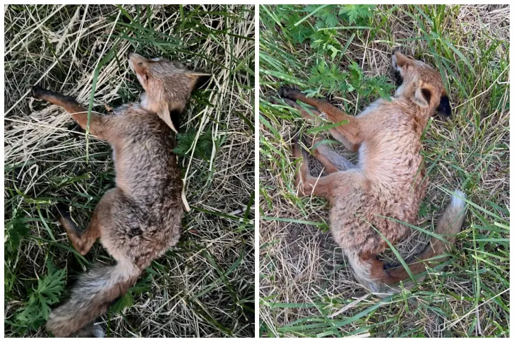 Cazuri suspecte de vulpi intoxicate în cartierul Bună Ziua, semnalate de o organizație pentru protecția animalelor FOTO