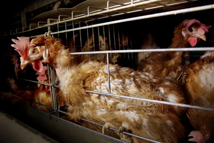 Gâini ținute în condiții inumane într-o piață din Cluj. Zero empatie din partea vânzătorului: „Sunt pentru paprikas” FOTO