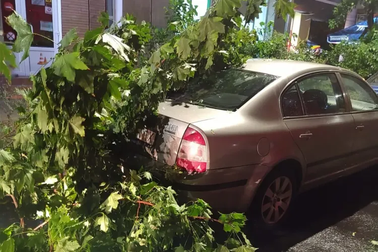 Lupta între om și natură, pentru portbagaj, la Cluj-Napoca! Cum au ajuns o creangă și câteva tufe să devină subiect de reclamație la primărie 