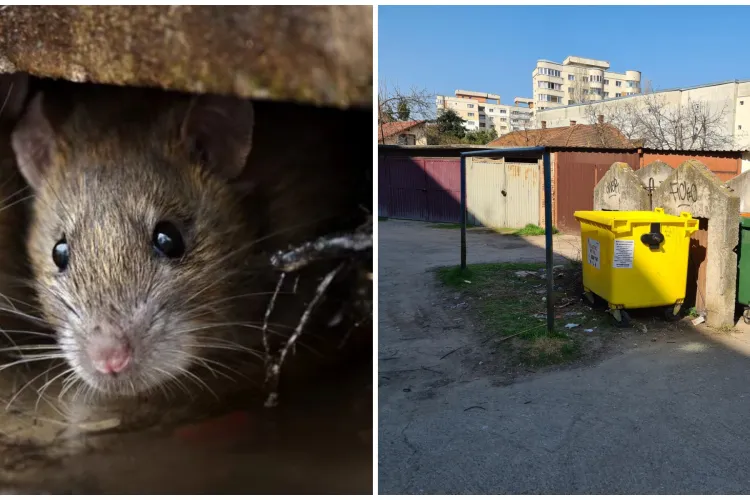 Șobolanii dau târcoale în Cluj-Napoca! Clujenii sunt terorizați de rozătoare: „Erau cățărați pe tomberoane, mi-a fost frică să mai arunc gunoiul!”