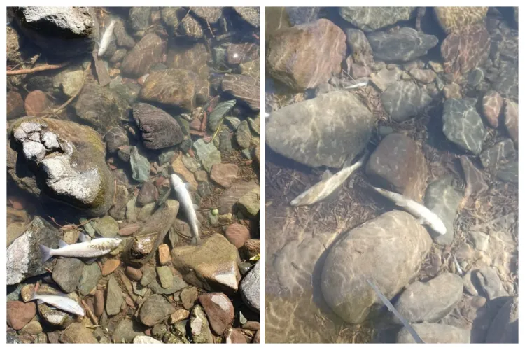 Poluare gravă în Apuseni: Mii de pești descoperiți morți pe o rază de peste 5 kilometri. Avertisment: „Evitați contactul direct cu apa sau cu peștii morți”