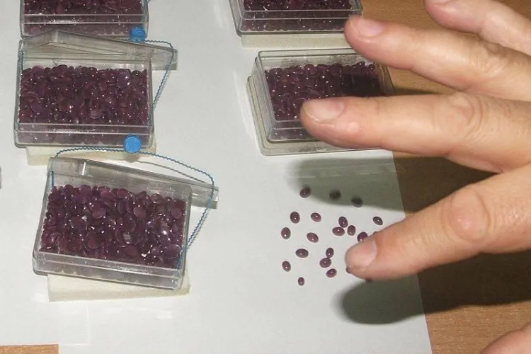 6.421 de rubine aflate la Finantele Cluj sunt greu de vandut din cauza unui viciu legislativ