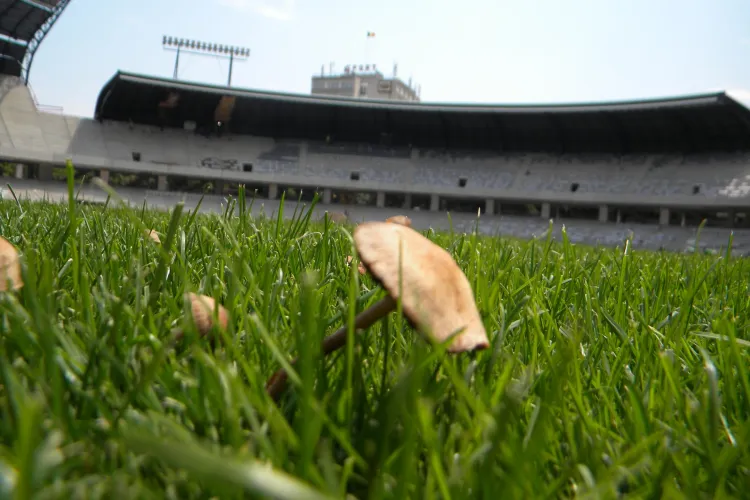 Gazonul de pe Cluj Arena, napadit de ciuperci: "Au aparut din cauza ploilor" FOTO