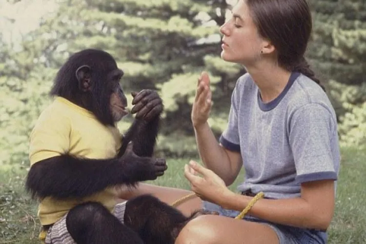 Proiectul Nim, un documentar despre un experiment real: au incercat sa invete un cimpanzeu sa vorbeasca - VIDEO