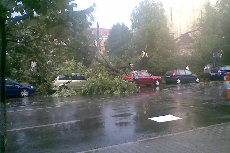 Vijelia care a lovit Clujul a doborat mai multi copaci. Un copac a cazut chiar langa Prefectura! FOTO