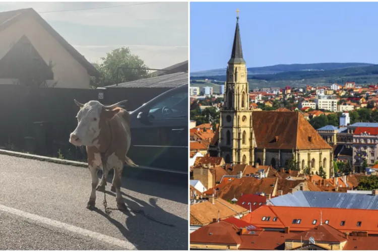 După cai, porci mistreți și vulpi, Cluj-Napoca se mai laudă cu un „turist”. O văcuță a ieșit la plimbare, printre mașini, pe o stradă din oraș