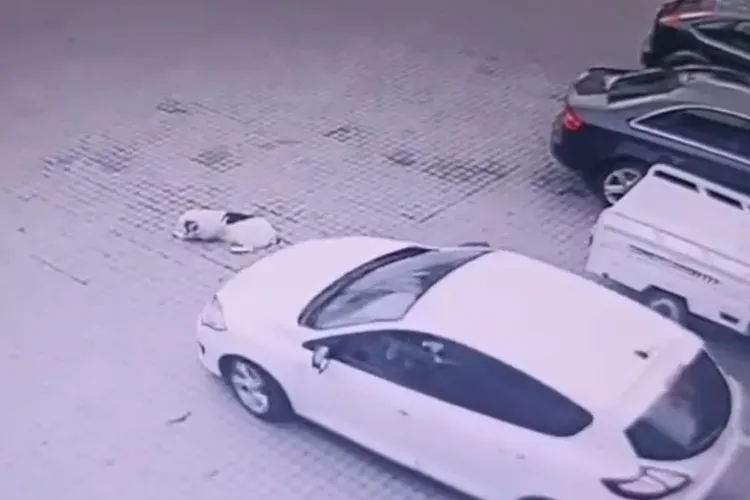 Incident șocant în parcarea unui supermarket din Cluj! Un câine a fost călcat cu mașina de două ori de un șofer: „Nu l-am văzut!” VIDEO Camere supraveghere