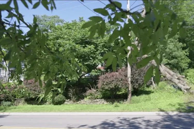 Pericol ascuns în Cluj-Napoca: Șoferii nevoiți să iasă orbește de pe strada Salviei! Oglinda de siguranță e blocată de crengi crescute necontrolat