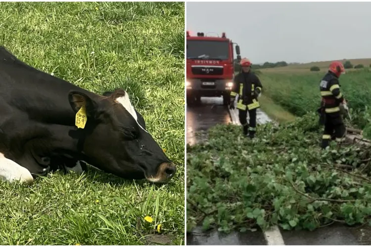 Primul bilanț al furtunii din Cluj. Două vaci au murit electrocutate pe un câmp, mai mulți copaci căzuți în tot județul
