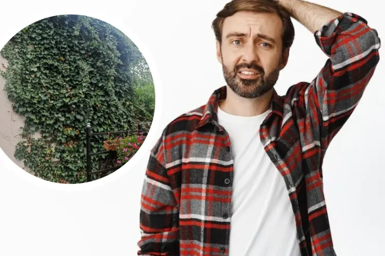 Luptă crâncenă cu o iederă „demonică” din Cluj. Un bărbat disperat cere ajutor clujenilor: „Cred că asta crește wireless sau ceva” 