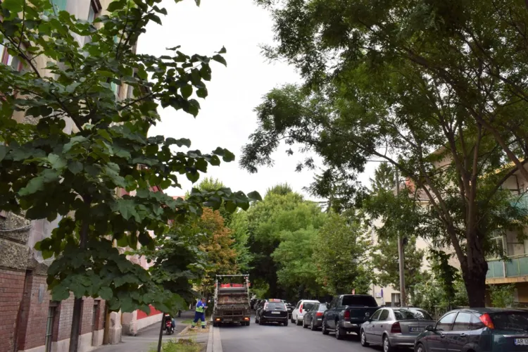 Pericol pe străzile clujene! Un copac bolnav stă să cadă peste mașini: „Este infestat de termite și reprezintă o amenințare” 