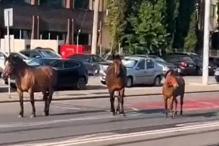 Trei cai au blocat traficul pe linia de tramvai de pe Bulevardul Muncii din Cluj: „Clujul e oraș european. Uneori mai trece prin el Vestul sălbatic” VIDEO