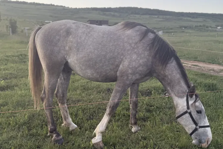 Pluto, calul salvat de la abuzuri, riscă să fie pierdut din nou. O tânără din Cluj face tot ce poate pentru a-i oferi o viață demnă FOTO