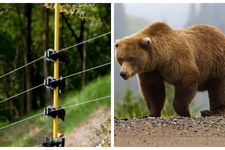 Se ridică garduri electrice la porțile orașului! Măsură extremă luată pentru a putea opri atacurile urșilor 