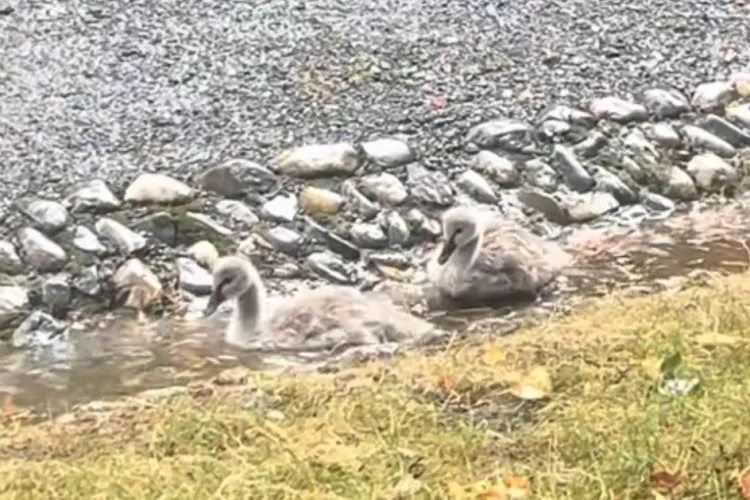 Imaginile care te topesc instant: Lebedele din Parcul Central și-au făcut de cap după ploaia torențială. Au făcut deliciul clujenilor VIDEO