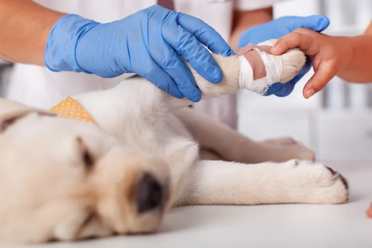 Cea mai dureroasă taxă: Statul mărește TVA-ul la medicamentele veterinare, lovind direct în animalele fără apărare și în cei care le salvează