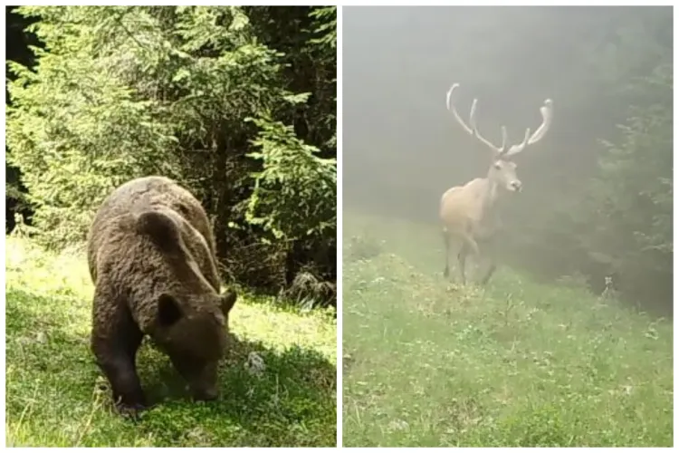 Imagini SPECTACOL din sălbăticia Transilvaniei. Prădători feroce, cerbi maiestuoși, dar cel mai simpatic e bursucul VIDEO 