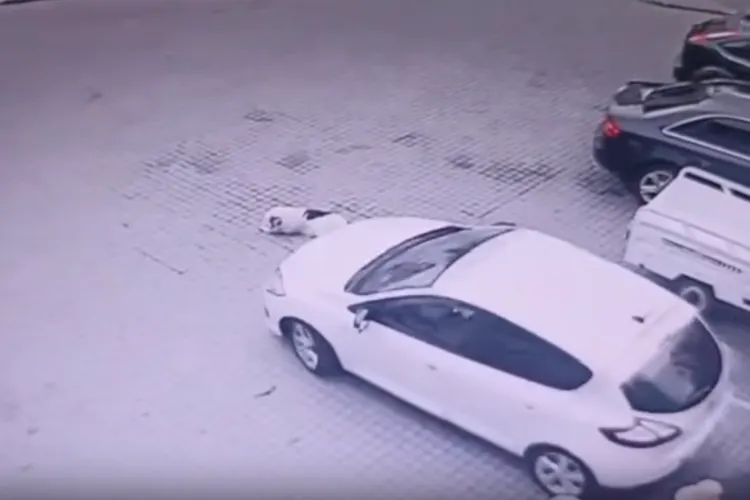 Poliția Cluj reacționează în cazul câinelui călcat de două ori cu mașina de un șofer în parcarea unui supermarket. VIDEO Camere de supraveghere