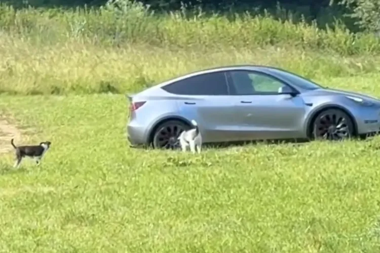 Un șofer de Tesla din Cluj lasă câinii să-și facă nevoile pe unde apucă și pleacă fără să curețe nimic: „Călcăm în rahat. Poftim civilizație” VIDEO