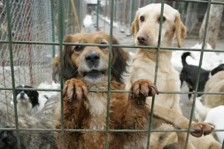 Câinii fără stăpân, o problemă chiar și în 2025. Câte animale au fost recuperate de pe străzi în Cluj într-un singur an