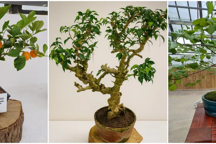 Spectacolul naturii în miniatură revine: Zeci de bonsai sunt gata să aducă Asia în Cluj-Napoca. Unde și când are loc evenimentul